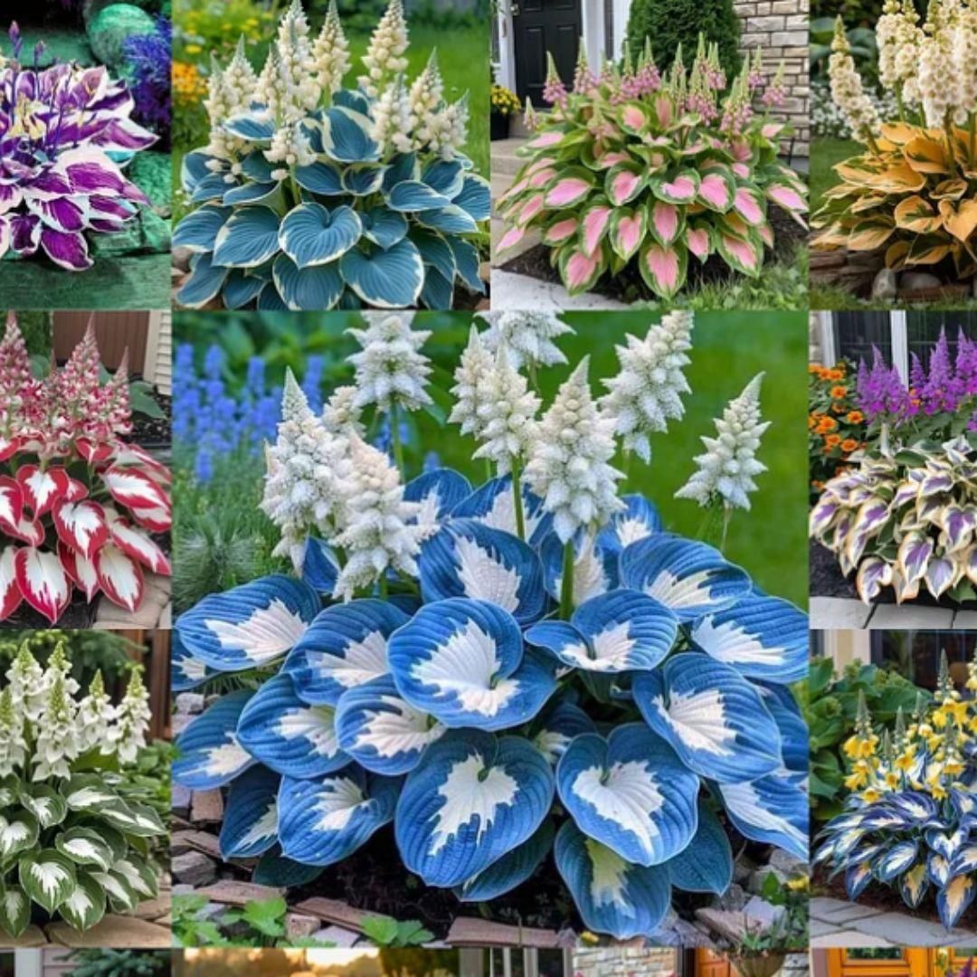 Shade-Tolerant Flowers
